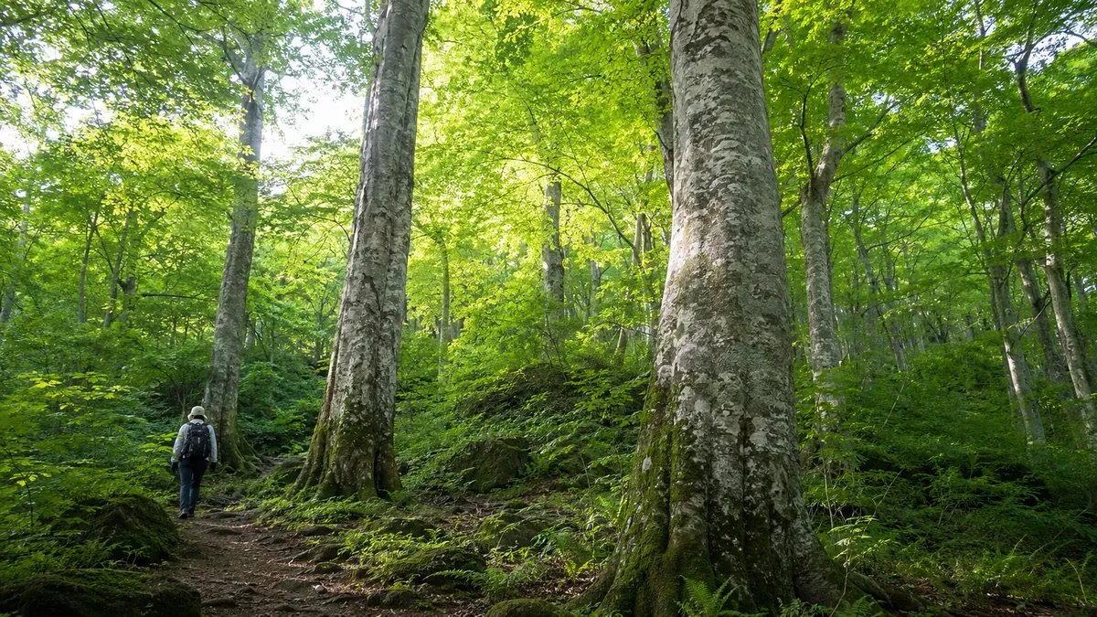 初夏の青森県白神山地、木漏れ日が差し込むブナの原生林の深緑の道。