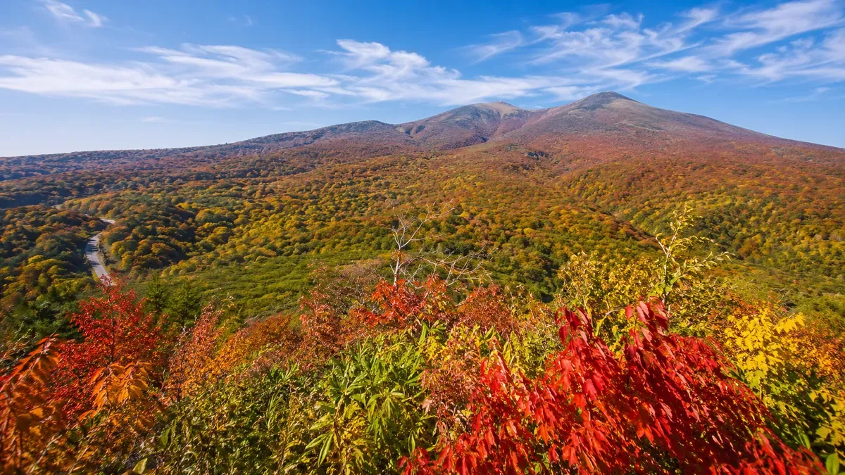 青森県八甲田山の山頂付近、ダケカンバとナナカマドが鮮やかに染まる紅葉