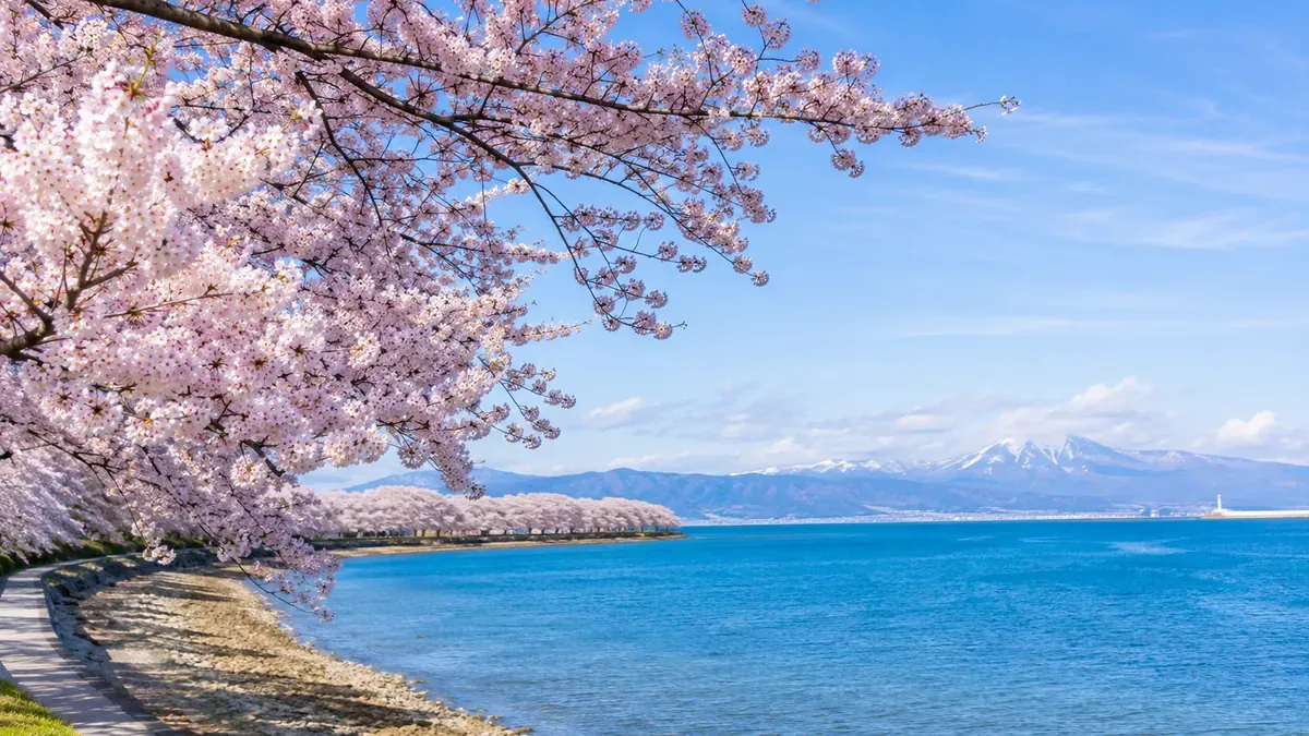 春の合浦公園で満開の桜と青い海が広がる絶景、青森県青森市