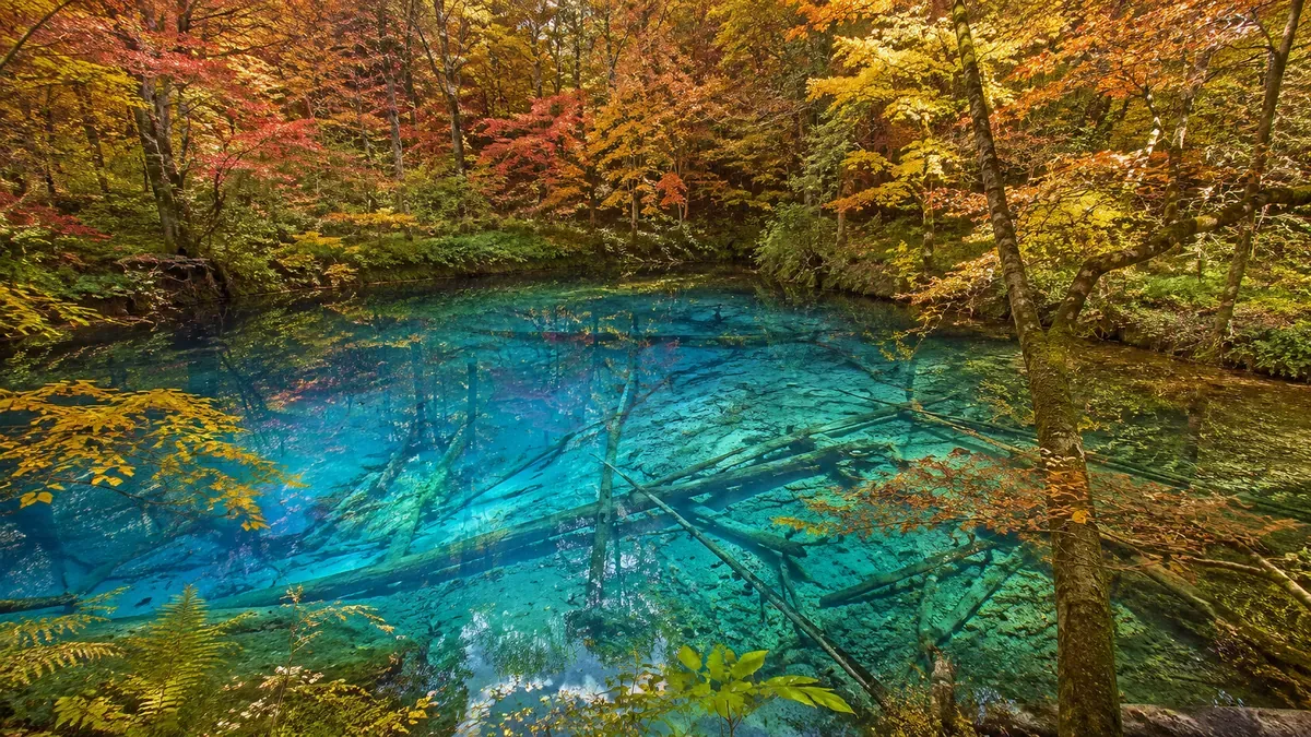 青森の十二湖、神秘的な青池と周囲を彩る紅葉のブナ林。